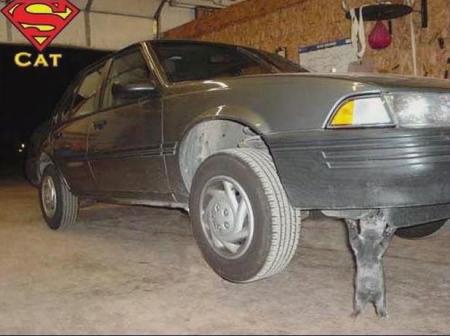 super cat