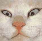 ss